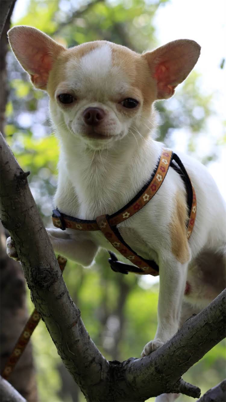 图片 🔥给狗打四联疫苗多少钱？附最新费用明细+注意事项（附疫苗单图）.jpg