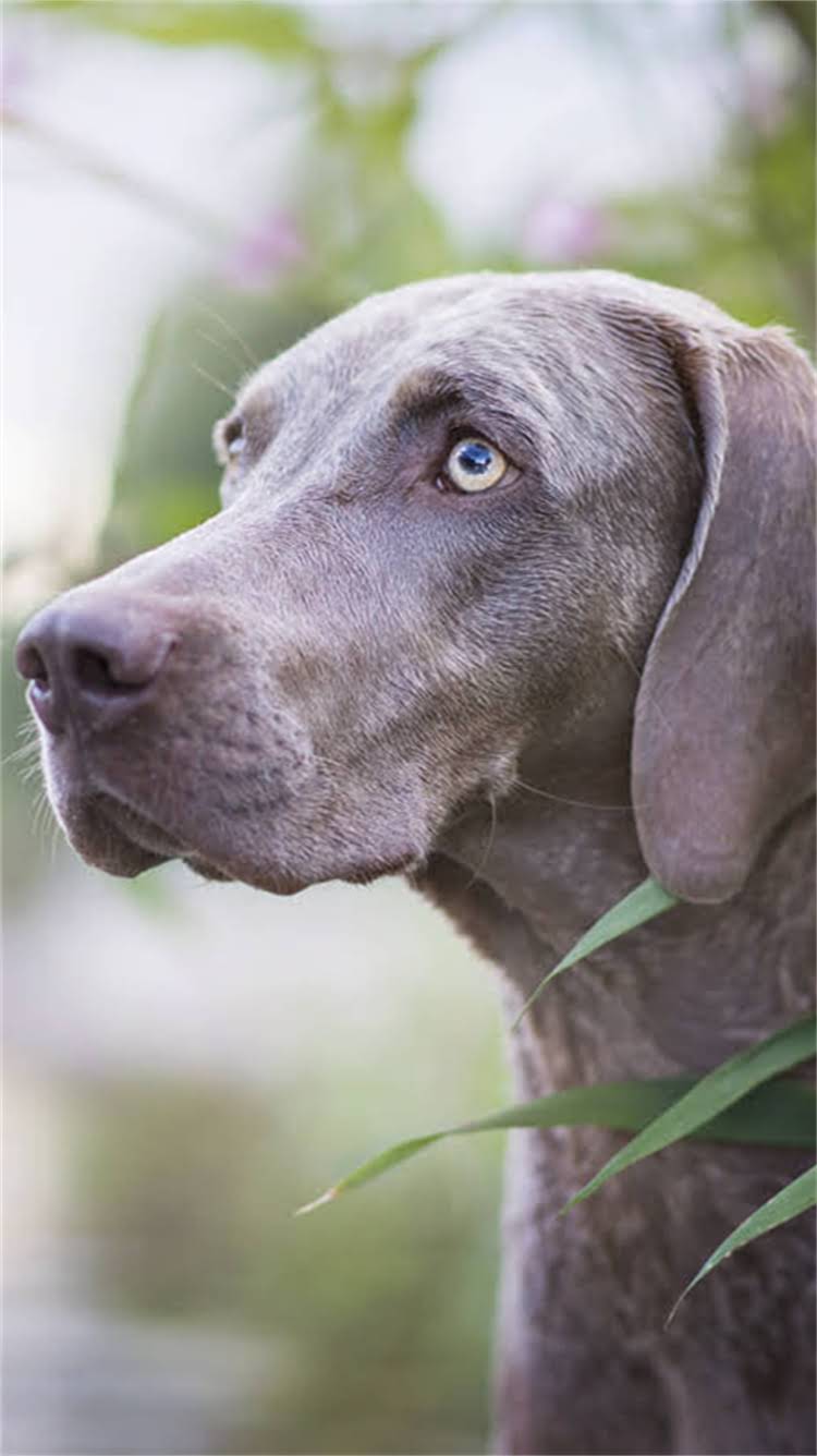 图片 🔥襄阳贵宾母犬专业配种指南｜母犬健康+科学繁殖全攻略（附本地成功案例）2.jpg