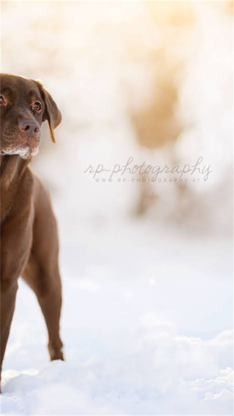 图片 🔥贵宾犬专用狗粮配方｜皇家系列科学配比+营养（附食谱）🔥.jpg