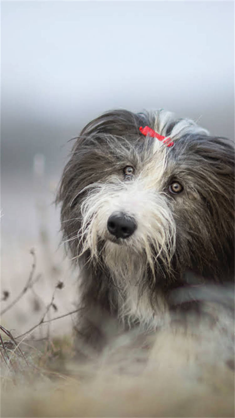 图片 🔥贵宾犬专用狗粮配方｜皇家系列科学配比+营养（附食谱）🔥1.jpg