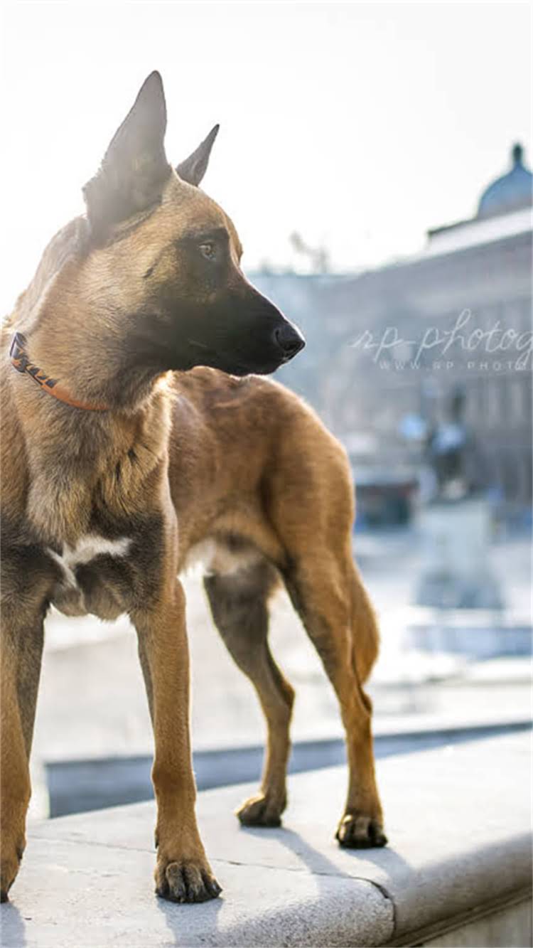 图片 🔥贵宾犬纯种鉴定全攻略｜从毛色到证书保姆级指南！新手养狗必看🐾.jpg