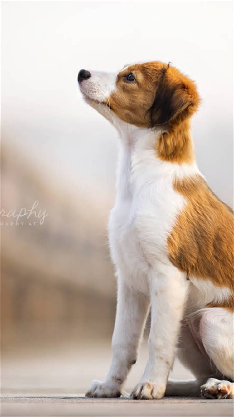 图片 🔥贵宾犬纯种鉴定全攻略｜从毛色到证书保姆级指南！新手养狗必看🐾1.jpg