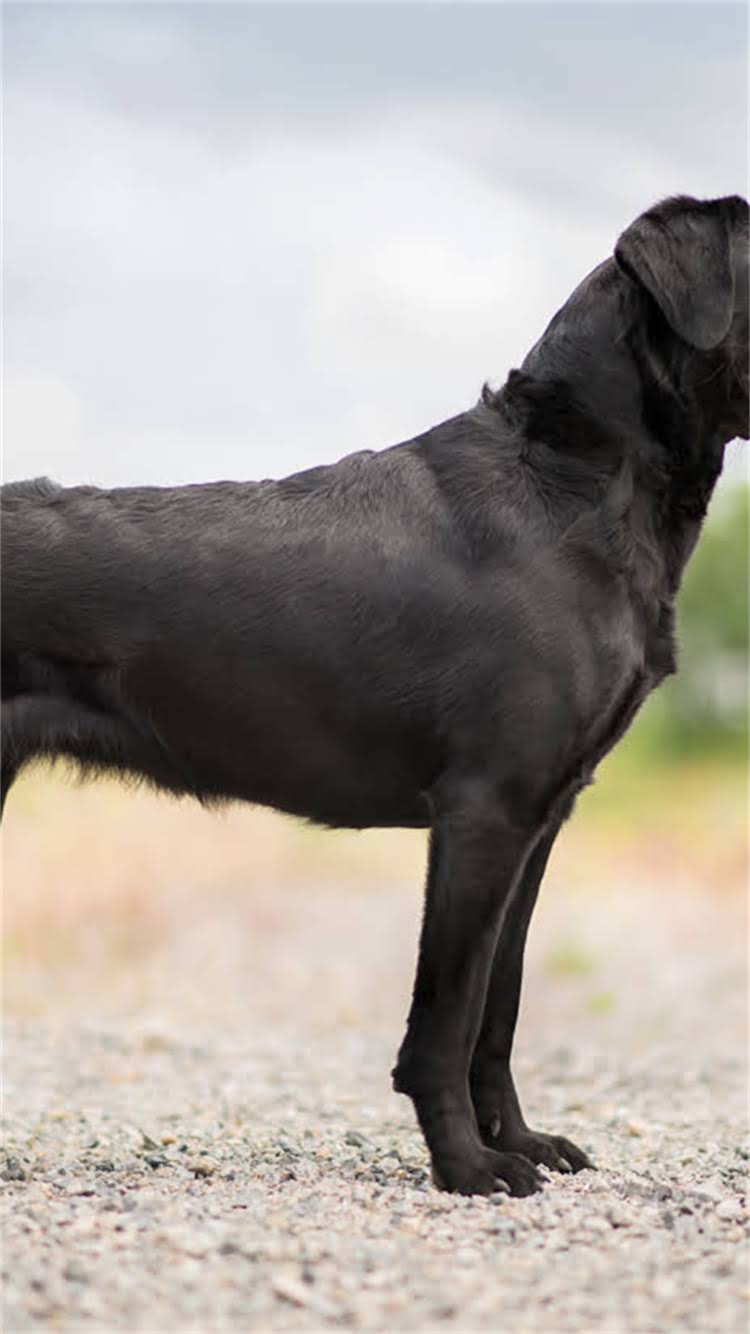 图片 🔥赛级迷你雪纳瑞价格表+饲养指南｜最新行情+选购避坑全攻略🔥1.jpg