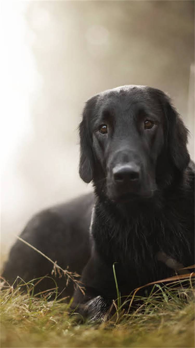 图片 🔥赛级迷你雪纳瑞价格表+饲养指南｜最新行情+选购避坑全攻略🔥2.jpg