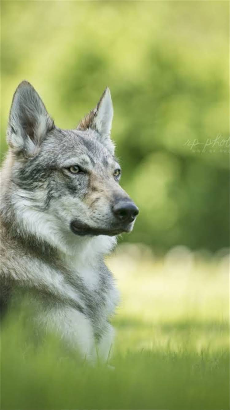 图片 🔥边境牧羊犬性格全｜纯种犬种性情特点+饲养指南（附训练技巧）.jpg