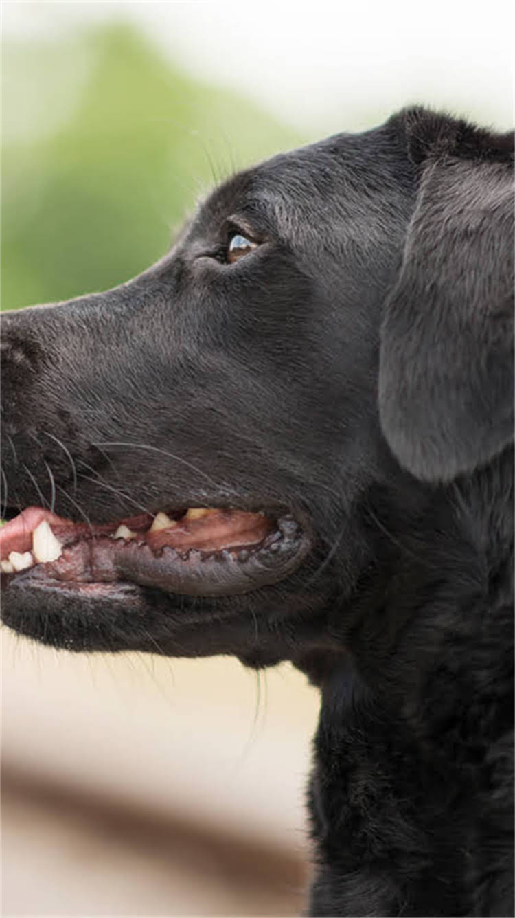 图片 🔥边境牧羊犬性格全｜纯种犬种性情特点+饲养指南（附训练技巧）1.jpg