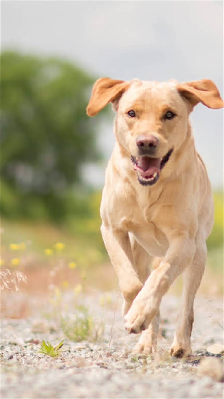 图片 🔥边境牧羊犬性格全｜纯种犬种性情特点+饲养指南（附训练技巧）2.jpg