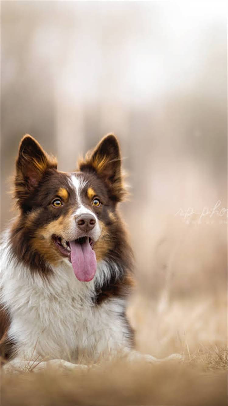 图片 🔥边牧飞盘材质选购全攻略｜资深训犬师5大避坑指南1.jpg