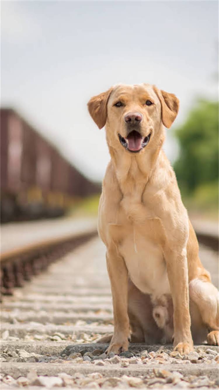 图片 🔥边牧飞盘材质选购全攻略｜资深训犬师5大避坑指南2.jpg