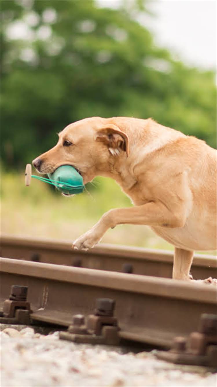 图片 🔥重庆京巴串哪里买？吉娃娃京巴串品种特点+价格+购买攻略全！.jpg