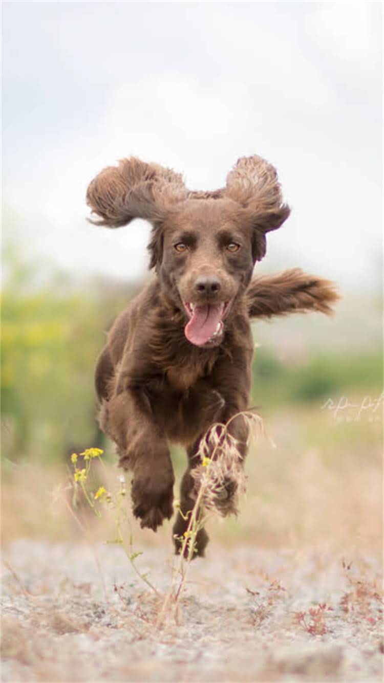 图片 🔥重庆京巴串哪里买？吉娃娃京巴串品种特点+价格+购买攻略全！1.jpg