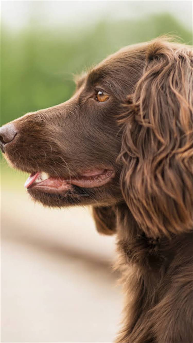 图片 🔥金毛哈士奇博美混血超萌基因！混血宝宝萌到犯规的养护全攻略🔥.jpg