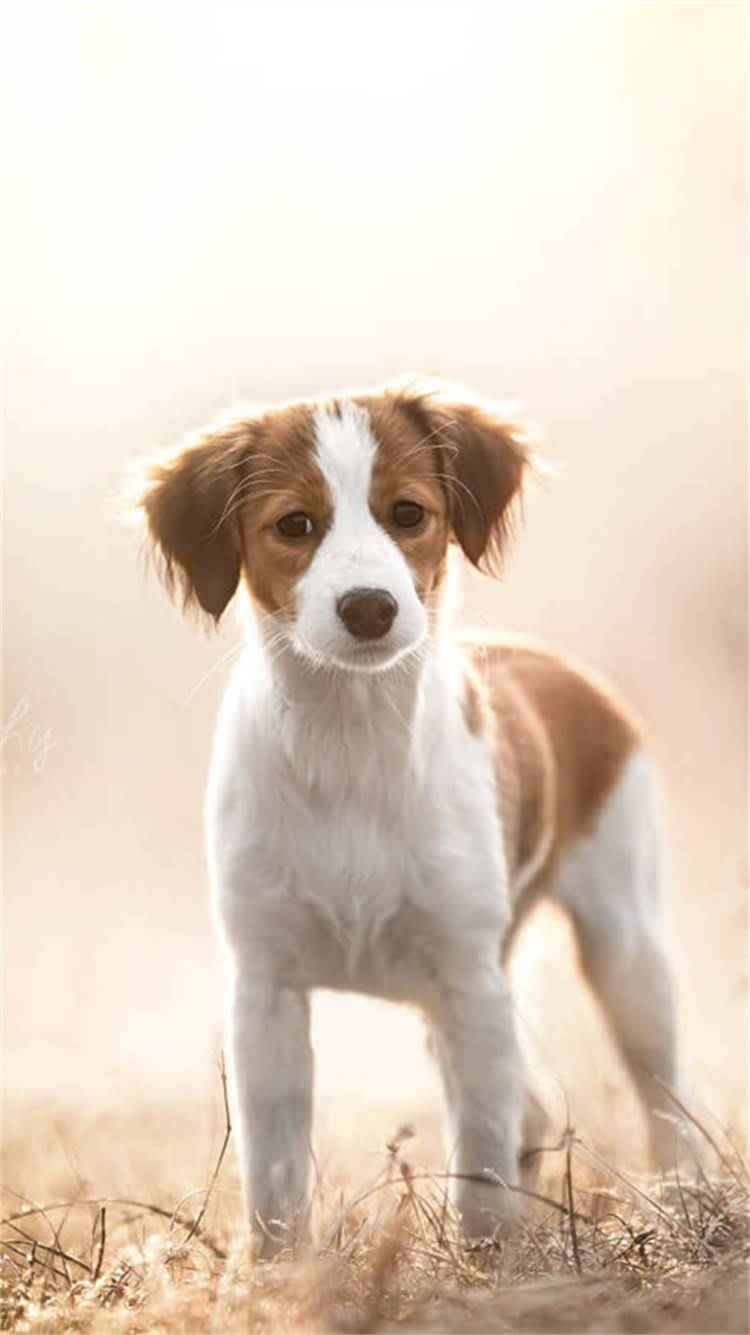 图片 🔥金毛犬最佳饮食搭配指南：狗粮+4大辅食+饮水习惯全🐾.jpg