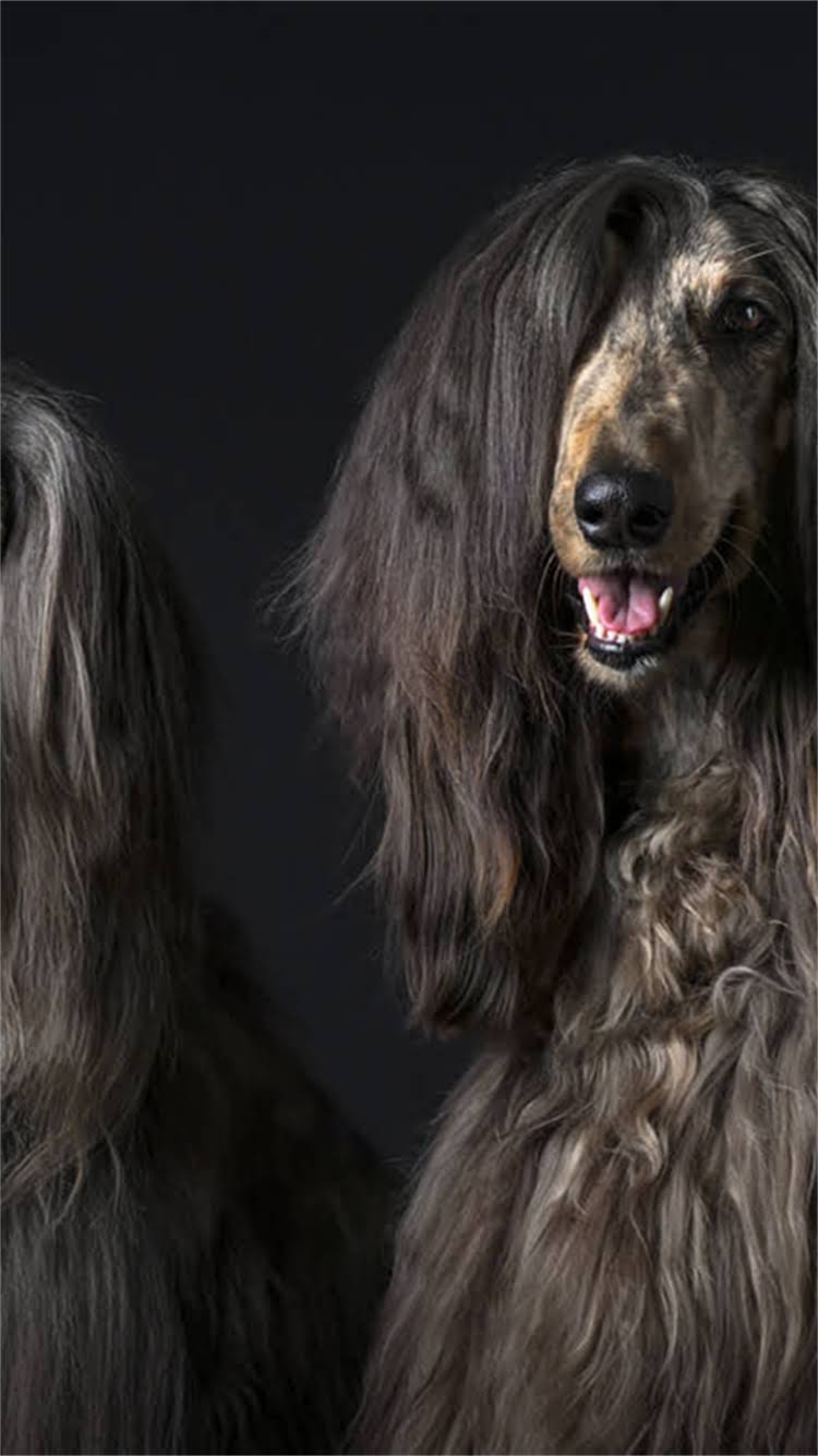 图片 🔥金毛犬细小紧急处理全攻略｜新手家长必看救命指南🔥.jpg