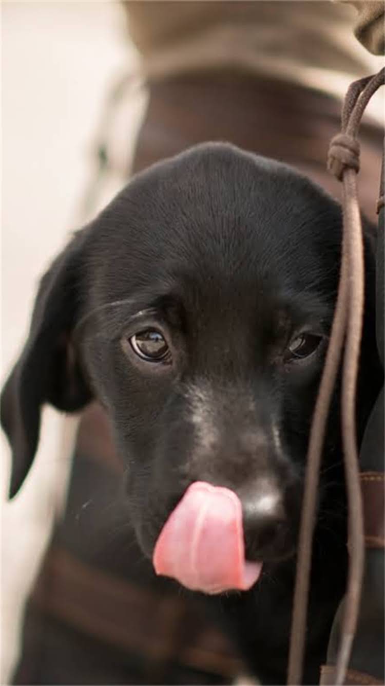 图片 🔥铁包金博美是什么？全网最全饲养指南+品种（附对比图）🐾.jpg