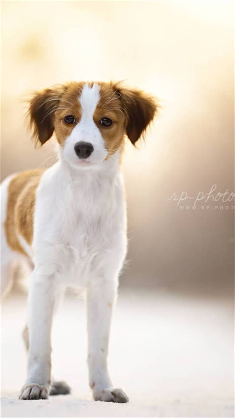 图片 🔥铁包金博美是什么？全网最全饲养指南+品种（附对比图）🐾1.jpg