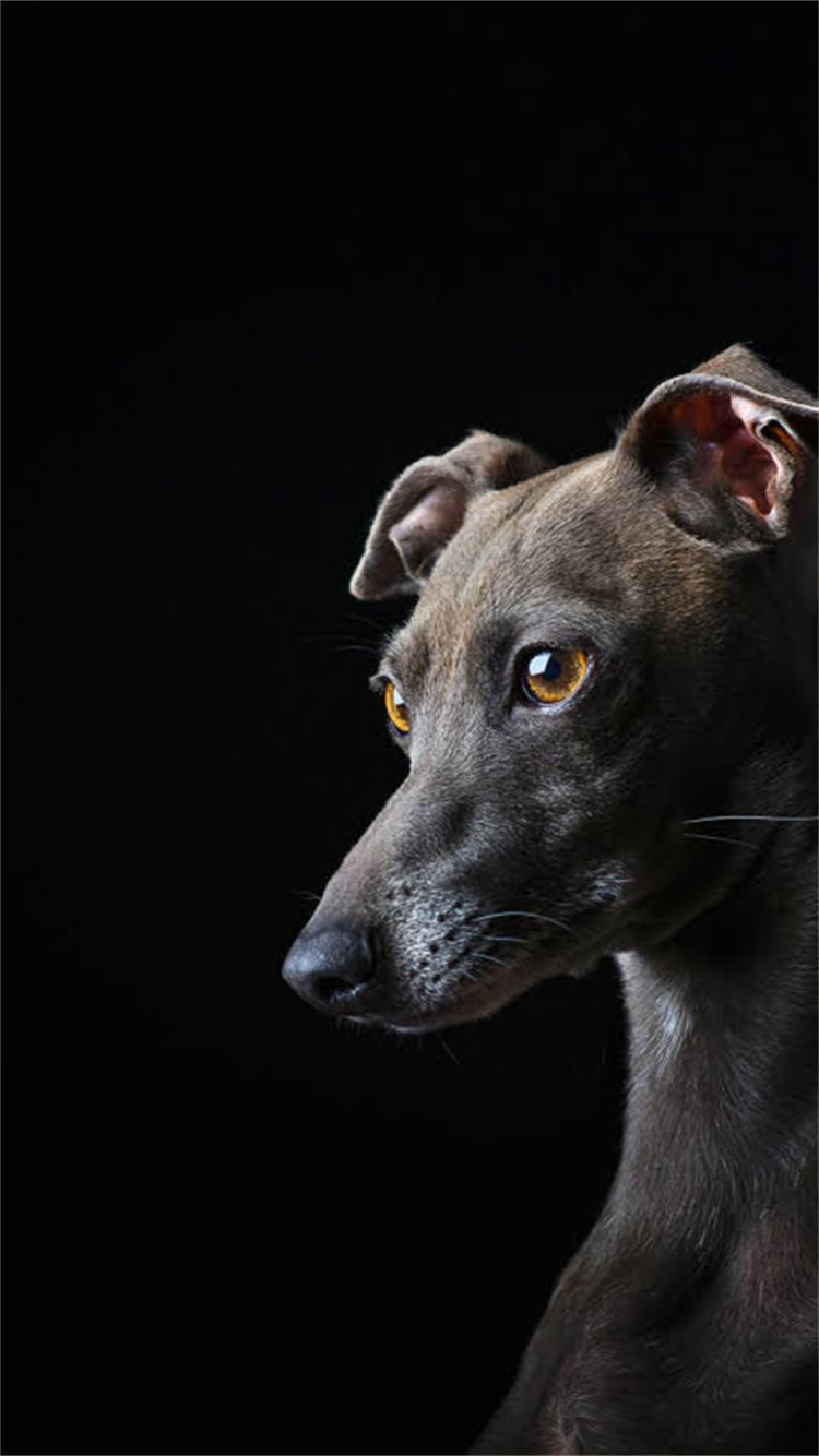 图片 🔥铁包金博美是什么？全网最全饲养指南+品种（附对比图）🐾2.jpg