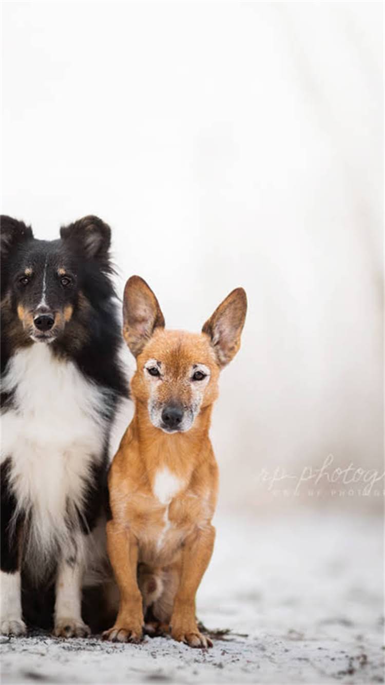 图片 🔥长沙吉娃娃正规养殖基地｜健康血统保障+透明价格表+纯种犬只直供攻略🔥1.jpg