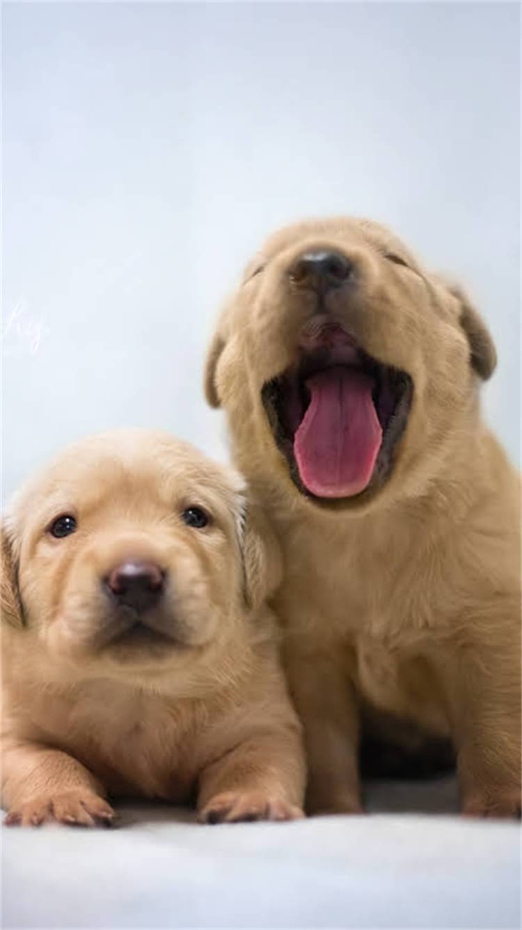 图片 🔥阿拉斯加剃毛真的有用吗？资深铲屎官亲测避坑指南🔥.jpg