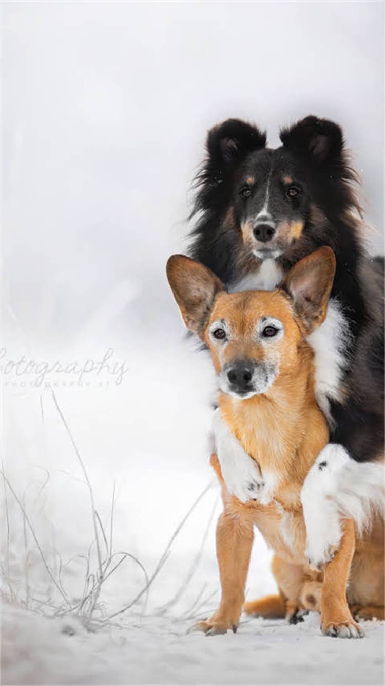 图片 🔥阿拉斯加剃毛真的有用吗？资深铲屎官亲测避坑指南🔥1.jpg