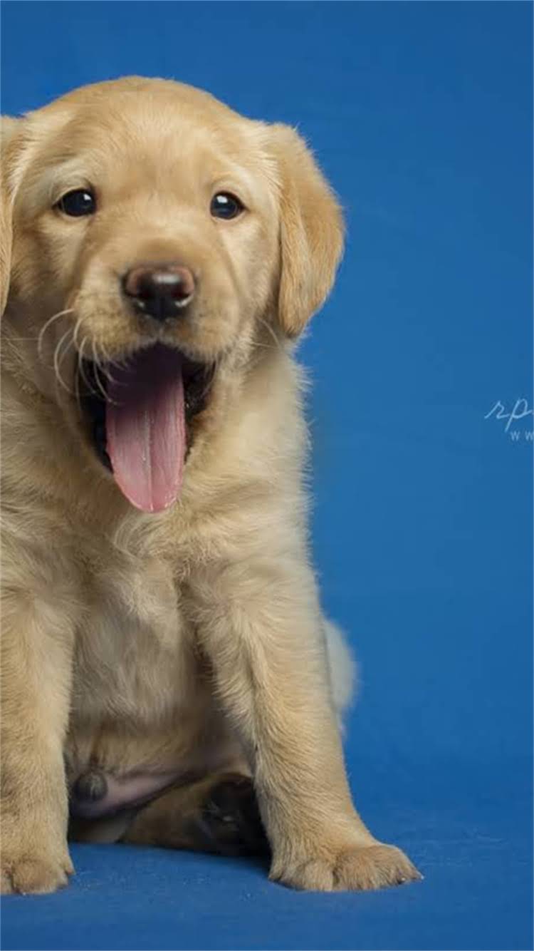 图片 🔥阿拉斯加必吃！鸡蛋面保姆级攻略，本地人私藏的5家店被我扒出来了！.jpg