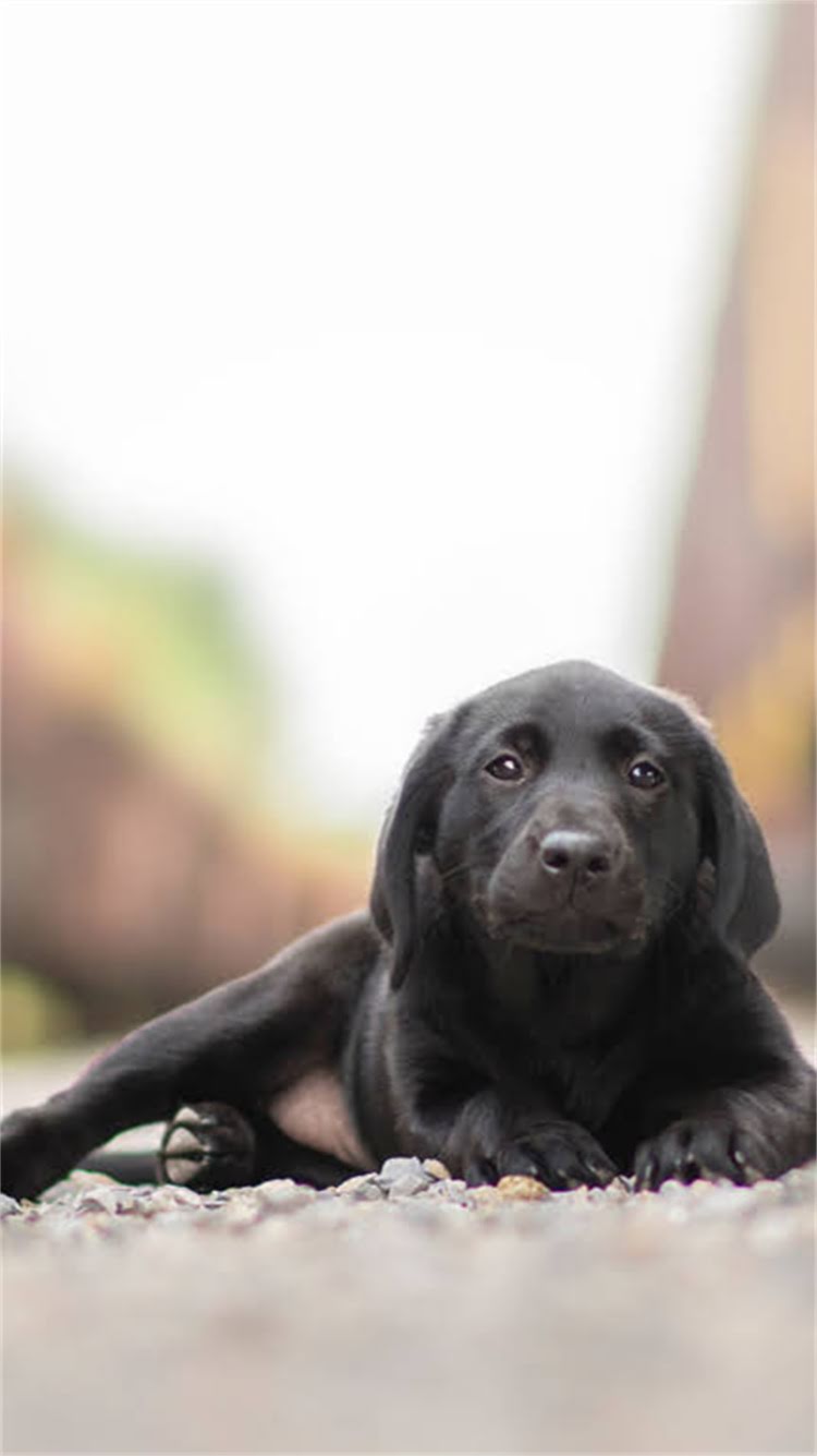 图片 🔥阿拉斯加旅游必吃清单！骨头美食竟有这么多隐藏吃法？🍴.jpg