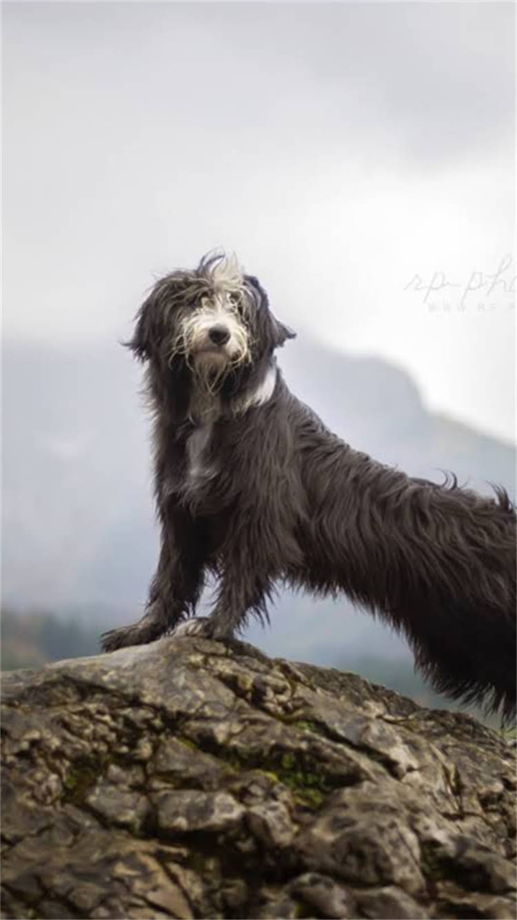 图片 🔥阿拉斯加母狗流产怎么办？紧急处理指南+原因与预防措施（附真实案例）.jpg