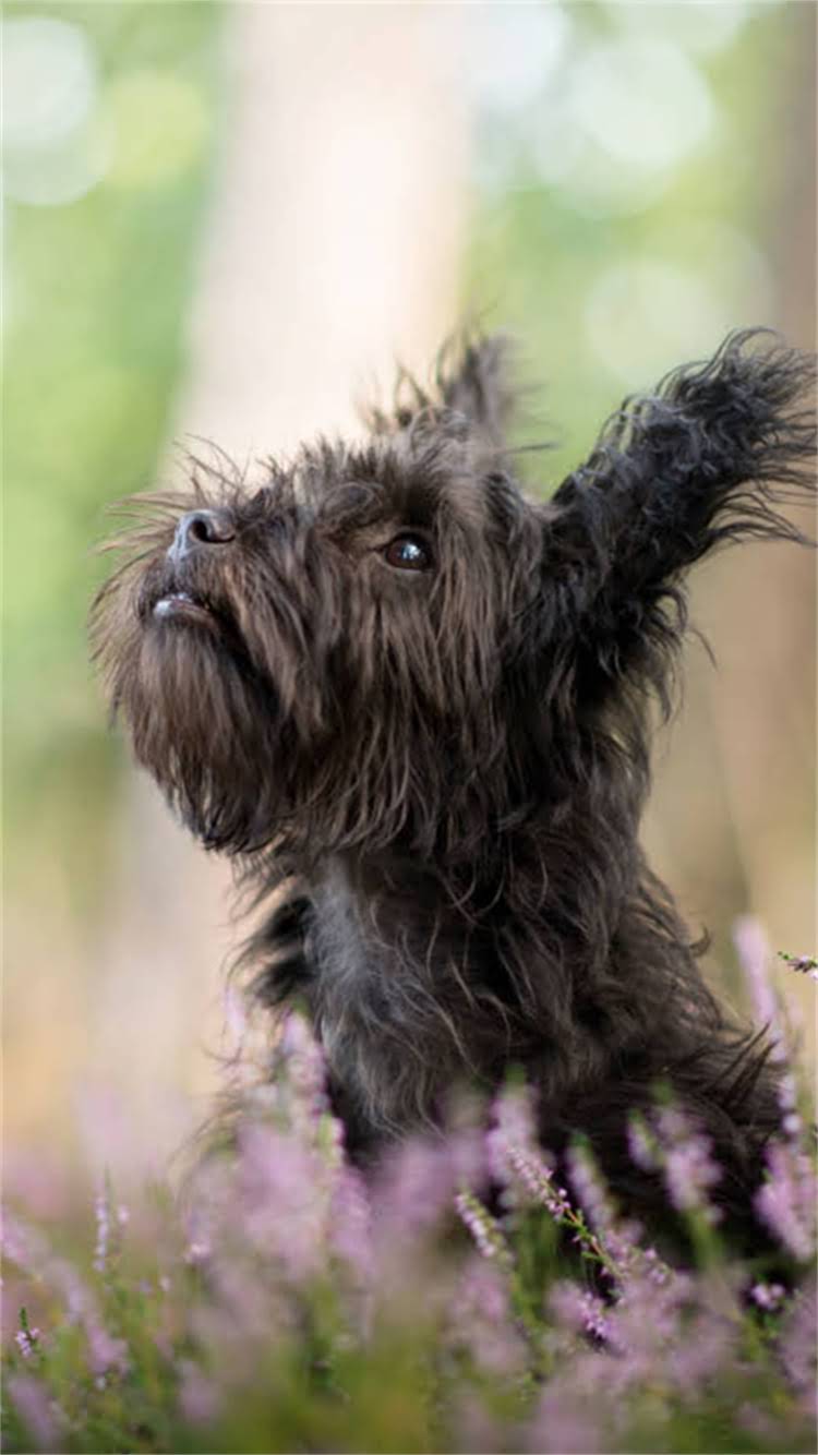 图片 🔥阿拉斯加母狗流产怎么办？紧急处理指南+原因与预防措施（附真实案例）1.jpg