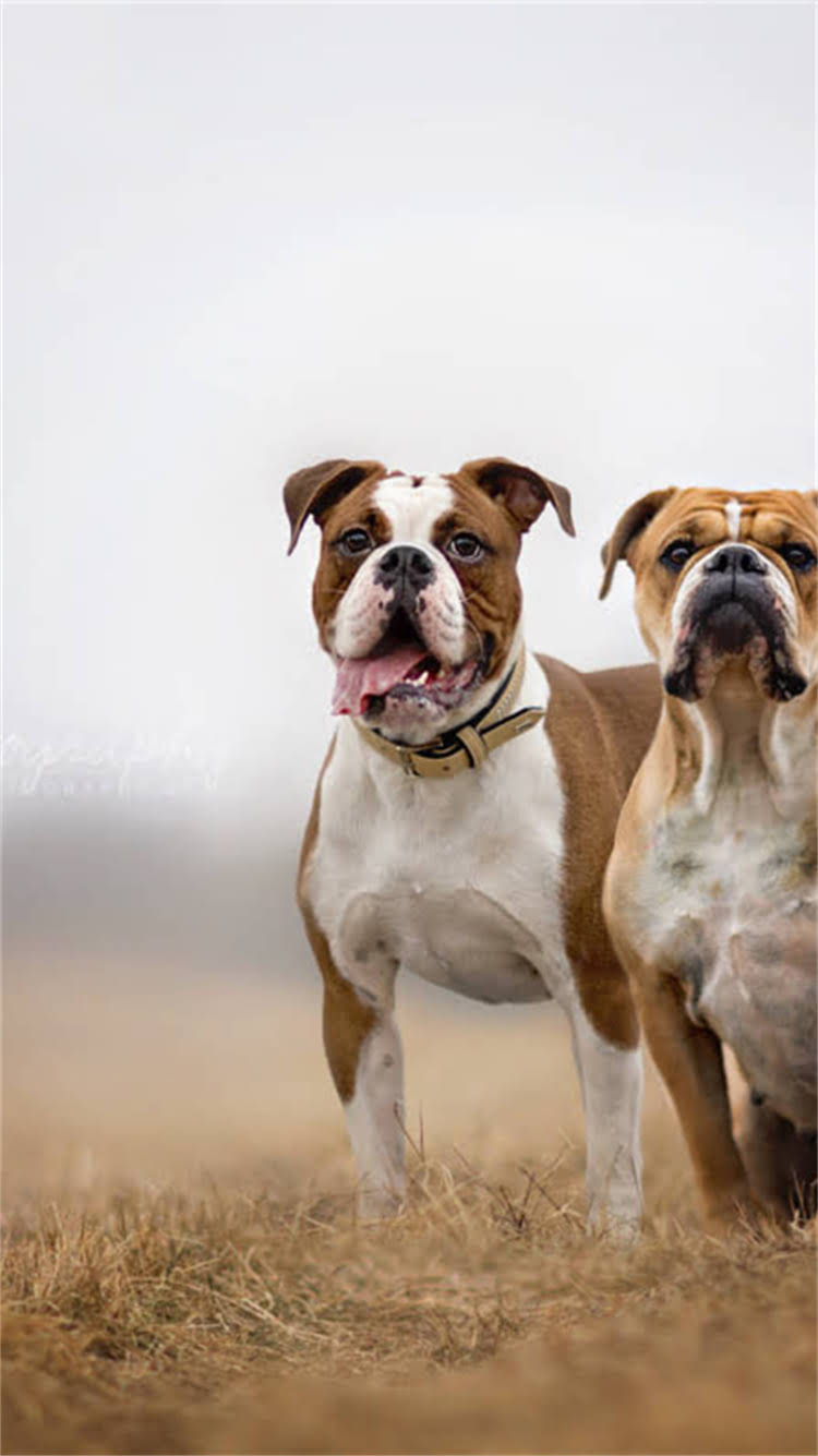 图片 🔥阿拉斯加母狗流产怎么办？紧急处理指南+原因与预防措施（附真实案例）2.jpg