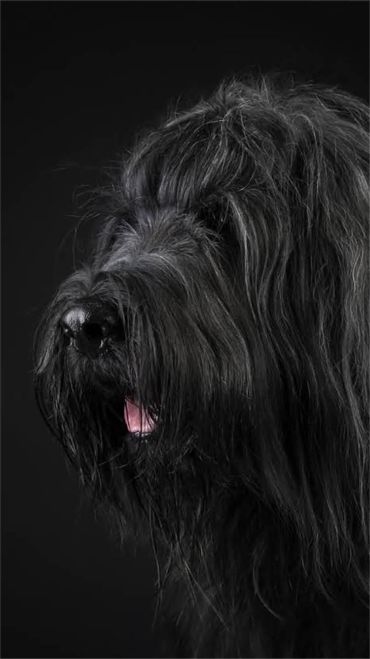 图片 🔥阿拉斯加犬不伸舌头是品种特性吗？养前必看的冷知识！2.jpg