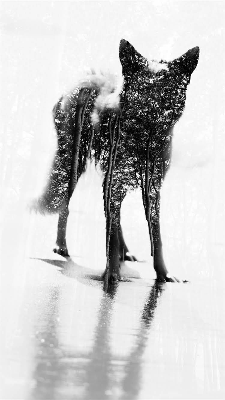 图片 🔥雪纳瑞成年后长什么样？毛色变化+体型数据+性格养成全🐾.jpg