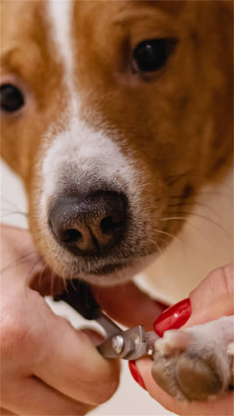 图片 🔥雪纳瑞成年后长什么样？毛色变化+体型数据+性格养成全🐾2.jpg