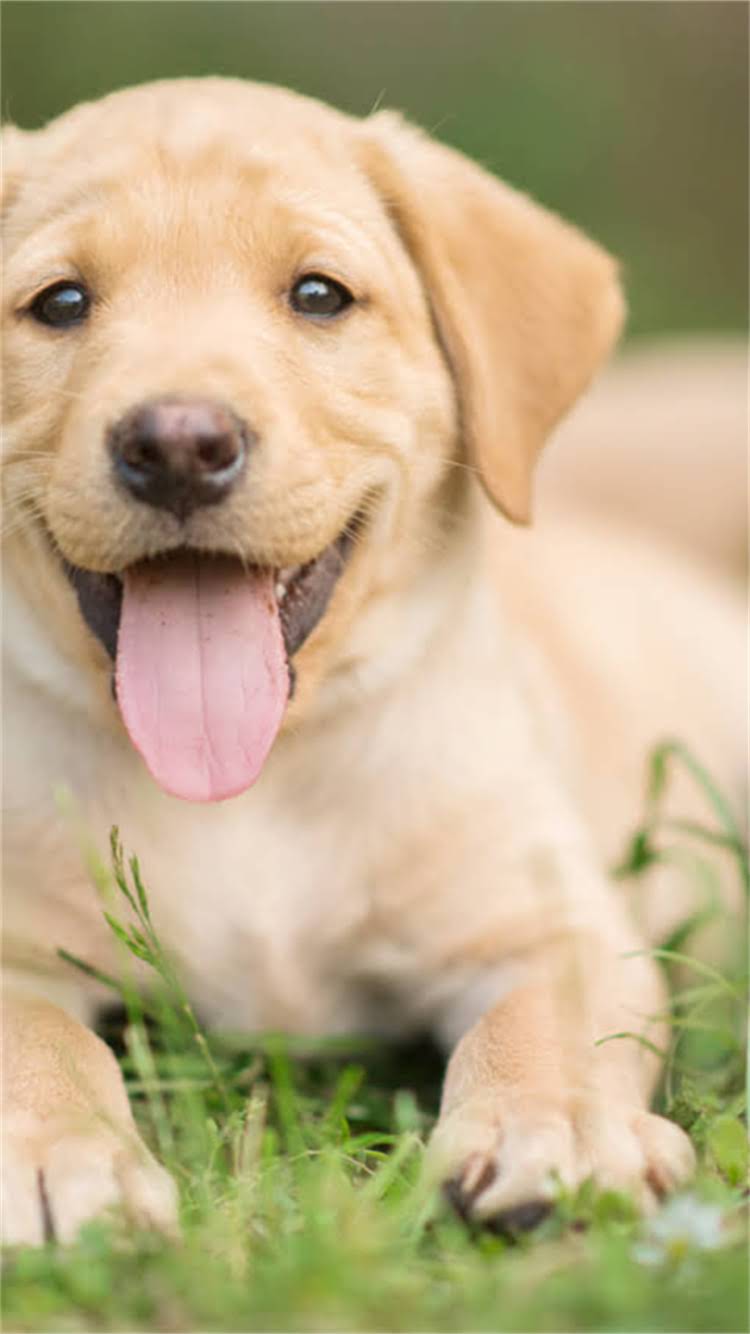 图片 🔥雪纳瑞贵宾串：毛茸茸的混血小可爱，这些冷知识你真的了解吗？💡2.jpg