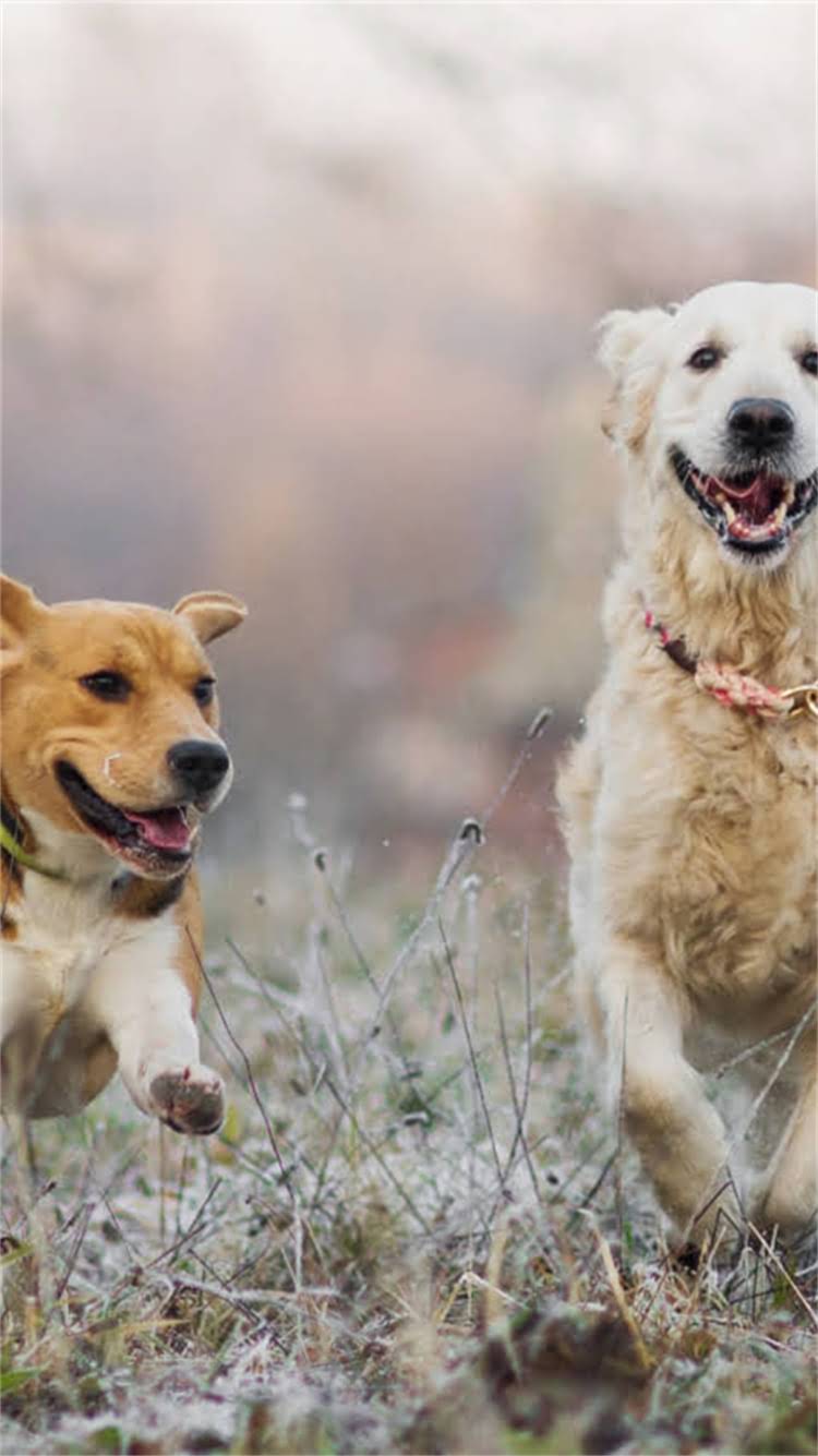 图片 🔥飞耳比熊VS普通比熊哪个贵？全网最全对比攻略来了！🔥1.jpg