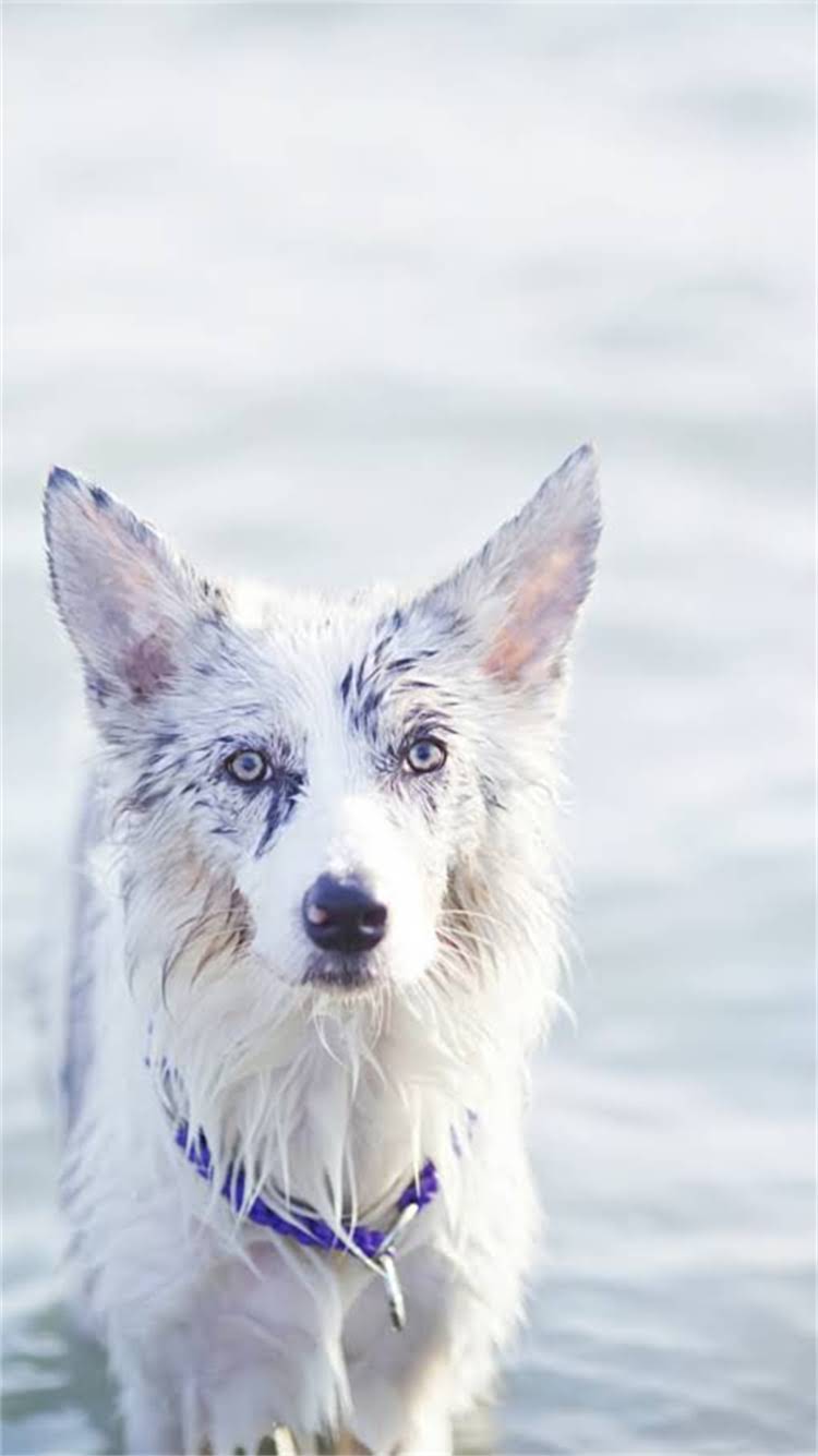 图片 🔥鹿肉配方猫粮推荐｜高蛋白低敏荒野盛宴猫粮测评（附敏感肠胃猫咪饮食指南）🔥.jpg