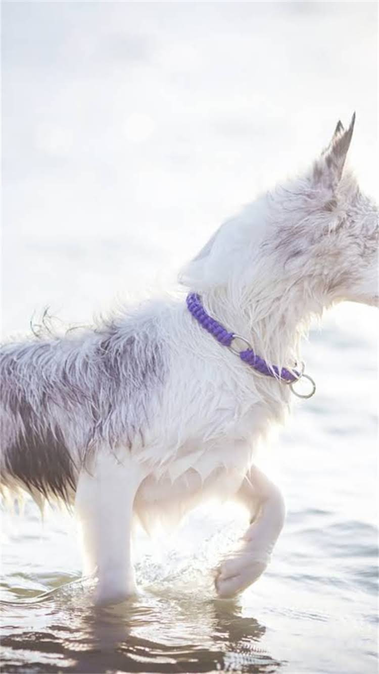 图片 🔥鹿肉配方猫粮推荐｜高蛋白低敏荒野盛宴猫粮测评（附敏感肠胃猫咪饮食指南）🔥1.jpg