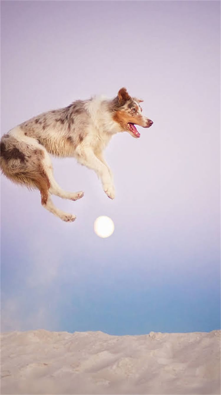 图片 🔥鹿肉配方猫粮推荐｜高蛋白低敏荒野盛宴猫粮测评（附敏感肠胃猫咪饮食指南）🔥2.jpg