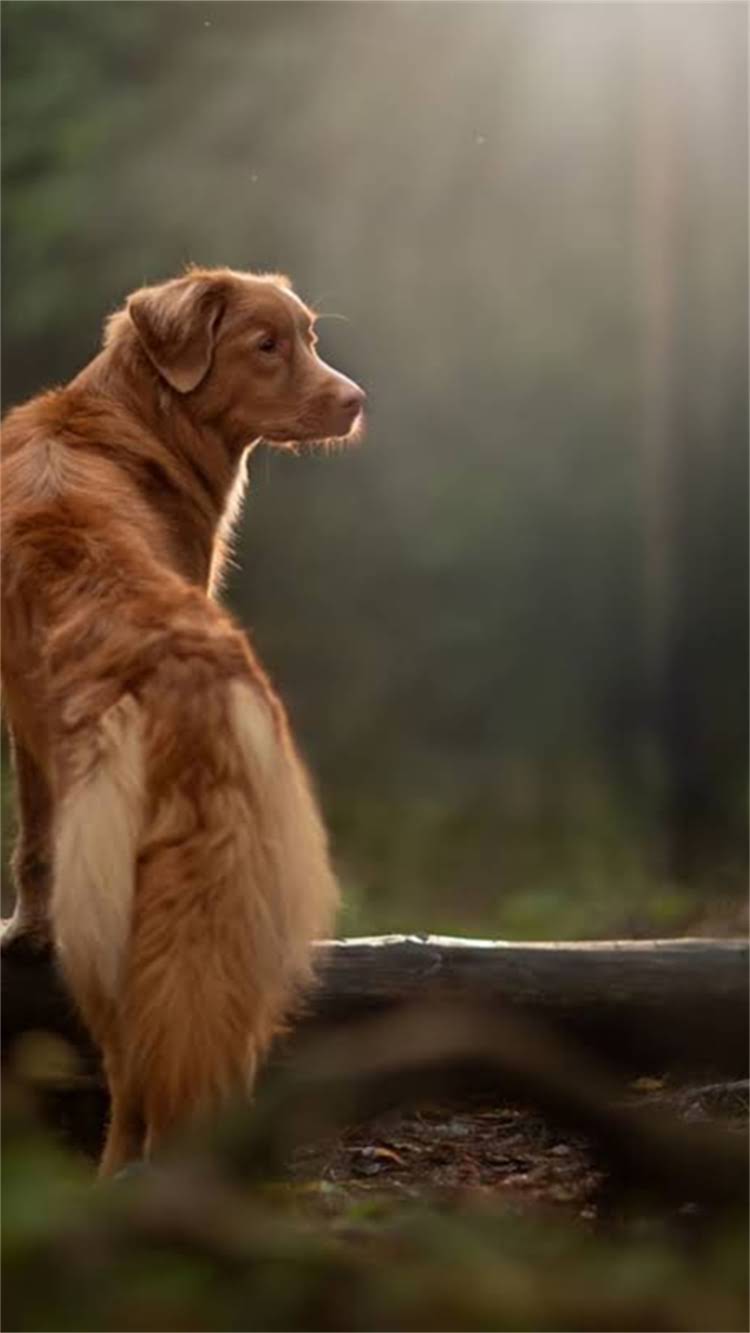图片 🔥龙猫拒食拒便别慌！5步排查法教你快速拯救毛球健康.jpg