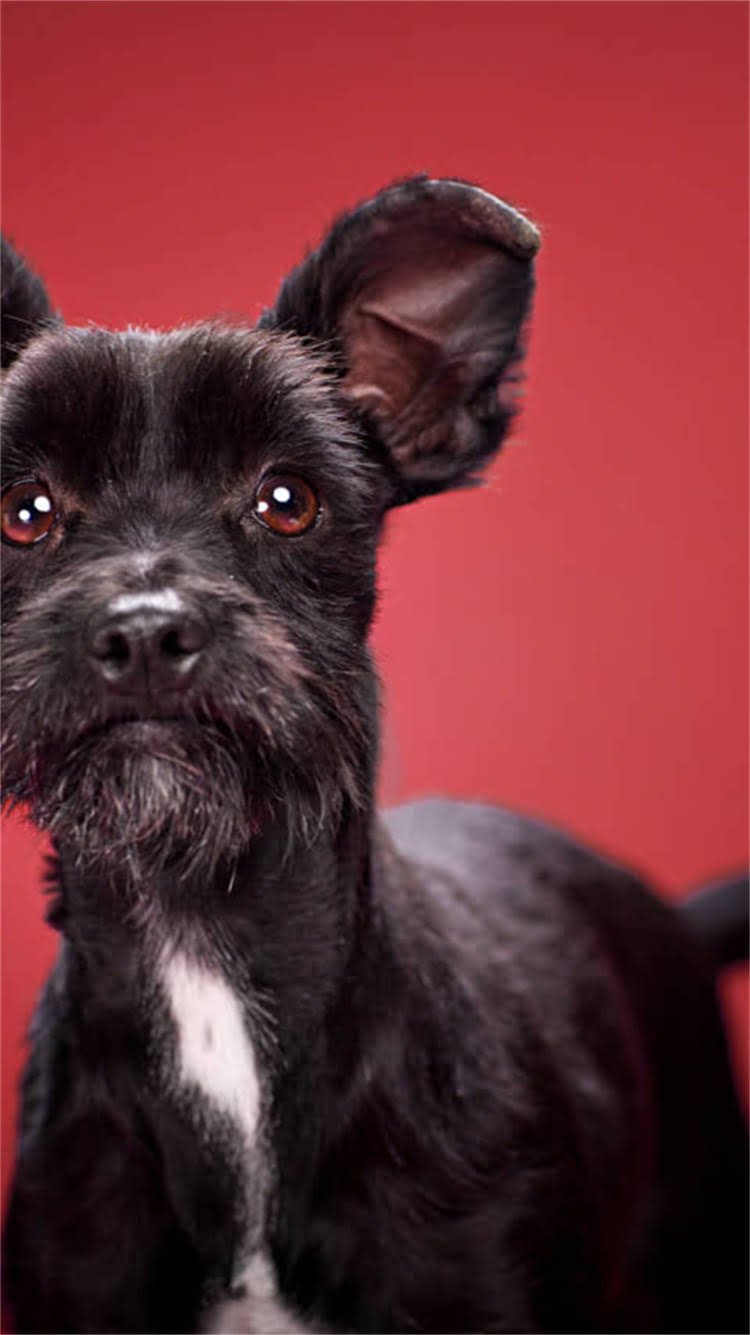 图片 🔥龙猫拒食拒便别慌！5步排查法教你快速拯救毛球健康1.jpg