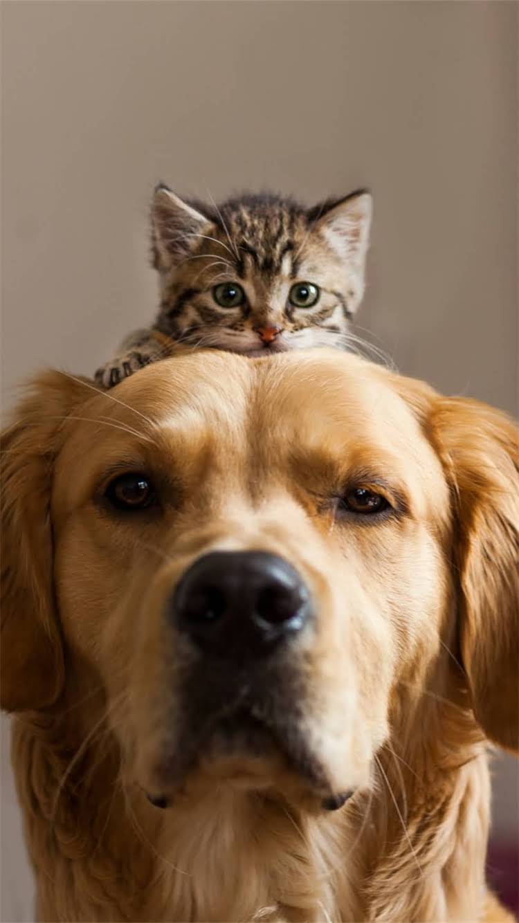 图片 🔥龙猫独自在家能活多久？3天是极限！新手必看的饲养指南🔥.jpg