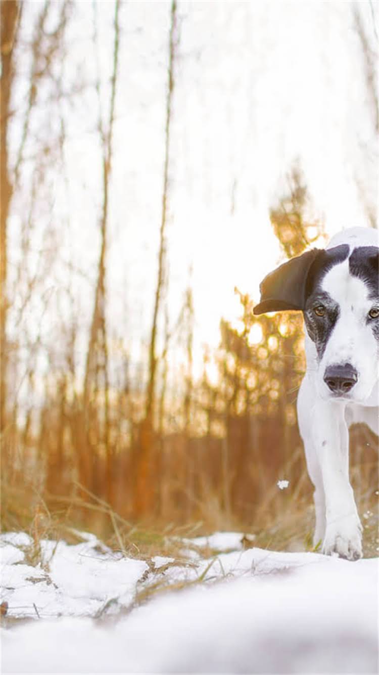 图片 🔥龙猫独自在家能活多久？3天是极限！新手必看的饲养指南🔥1.jpg