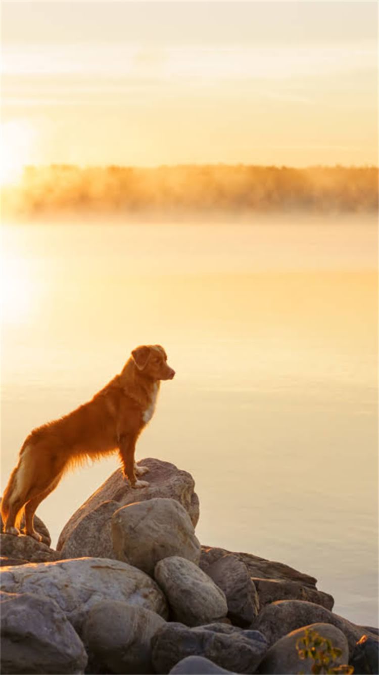 图片 🔥龙猫能不能吃苹果？营养师龙猫吃苹果的7大真相🔥1.jpg