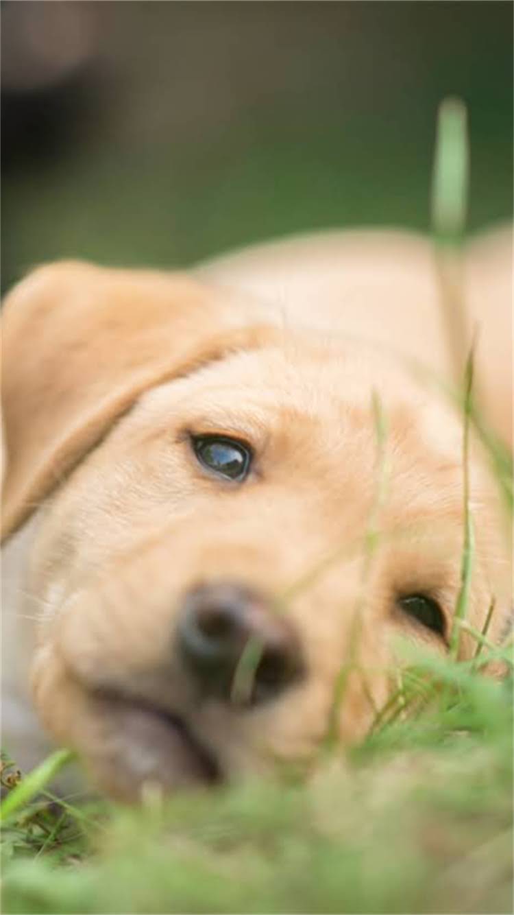 图片 🔥龙猫能不能吃苹果？营养师龙猫吃苹果的7大真相🔥2.jpg